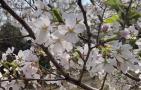 日本早樱是什么植物？