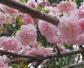 广州樱花是什么植物？