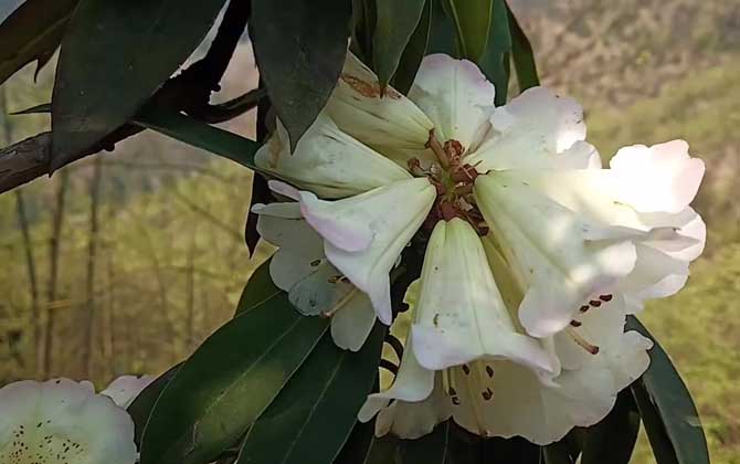 马樱花