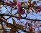 鸡鸣寺的樱花开了是什么意思？