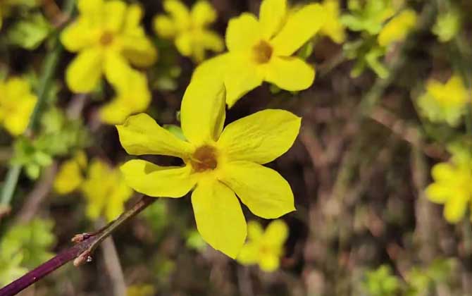 迎春花的特点及生长习性