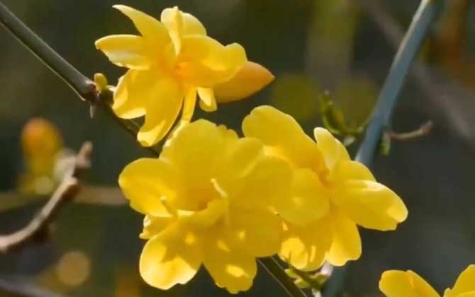 迎春花