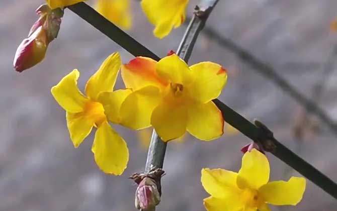 迎春花
