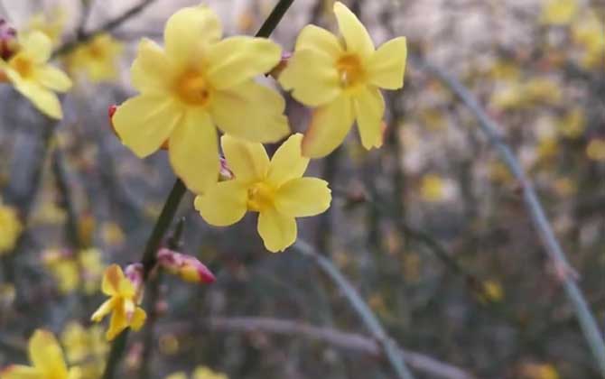 迎春花