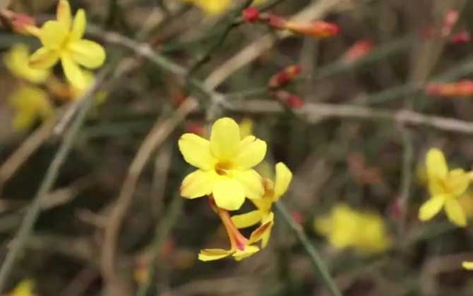迎春花