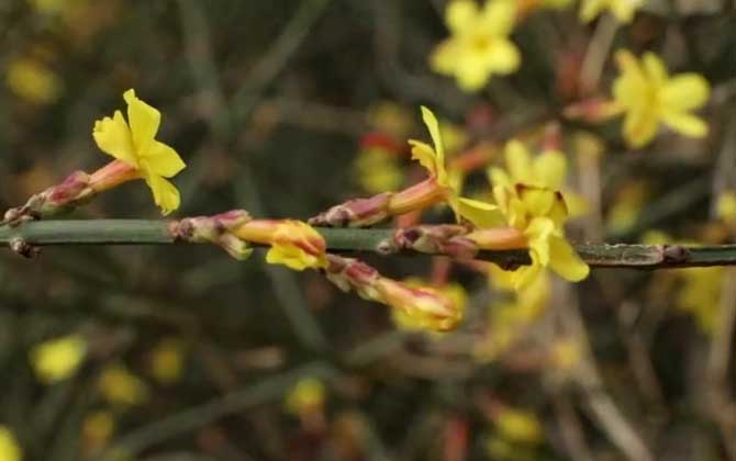 迎春花