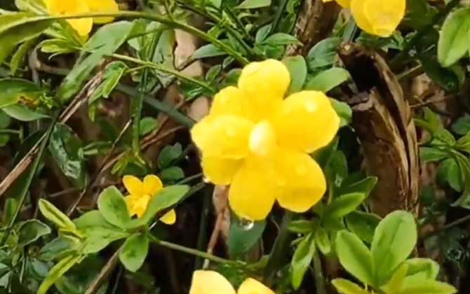 迎春花