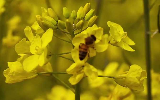 油菜花