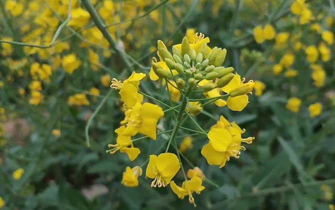 油菜花