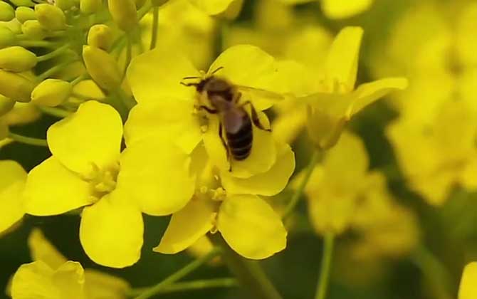 油菜花