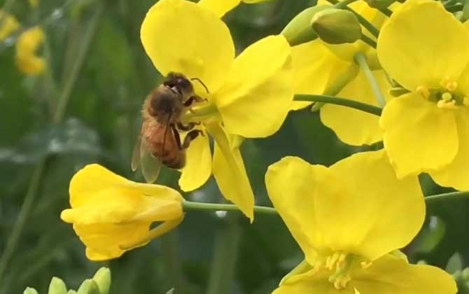 油菜花粉