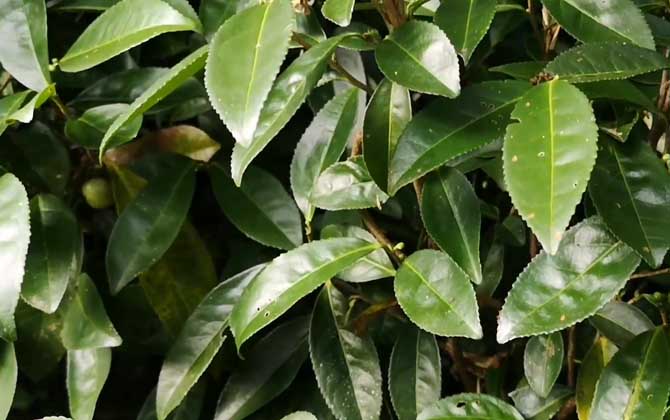 油茶树是什么植物？