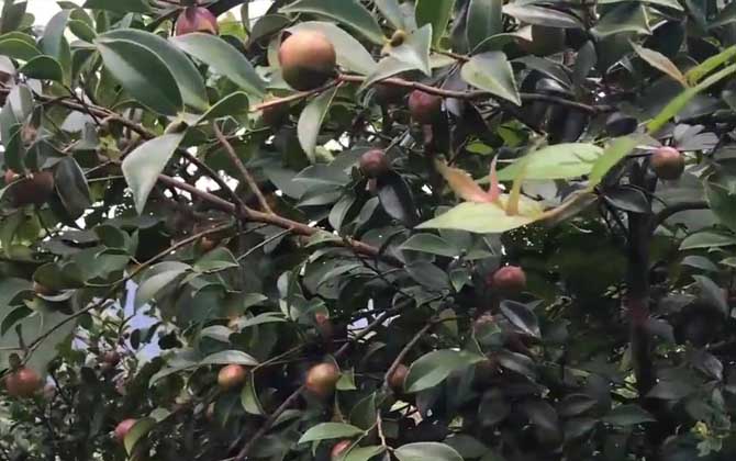 油茶树