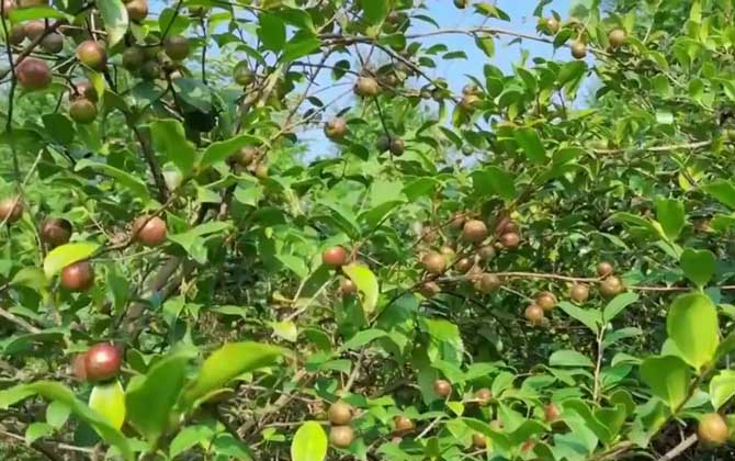 油茶树
