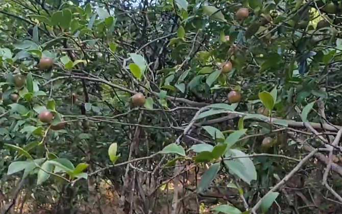 油茶树