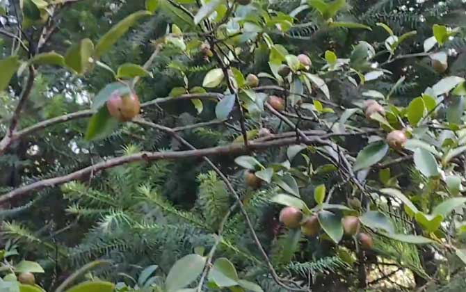 油茶树