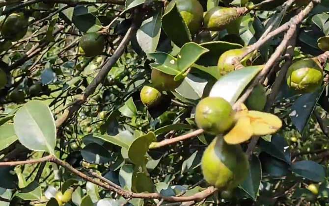 油茶树