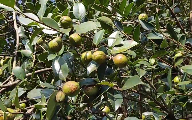 油茶树