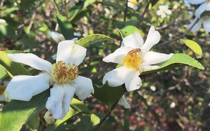 油茶树