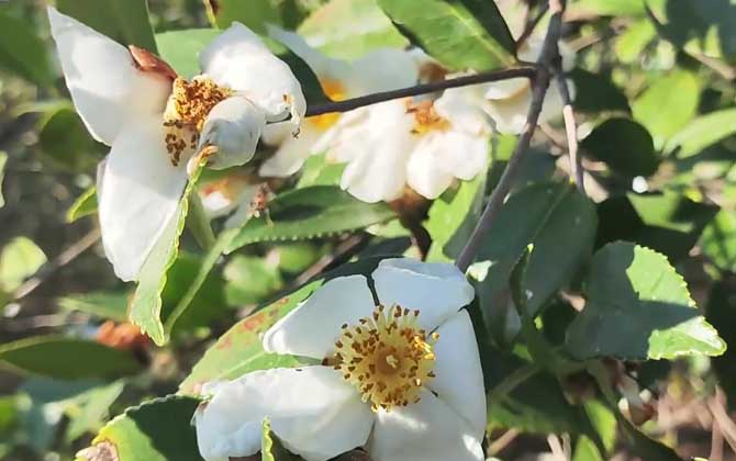 油茶树