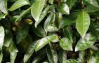油茶树是什么植物？