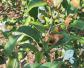 油茶树种植技术及病害防治
