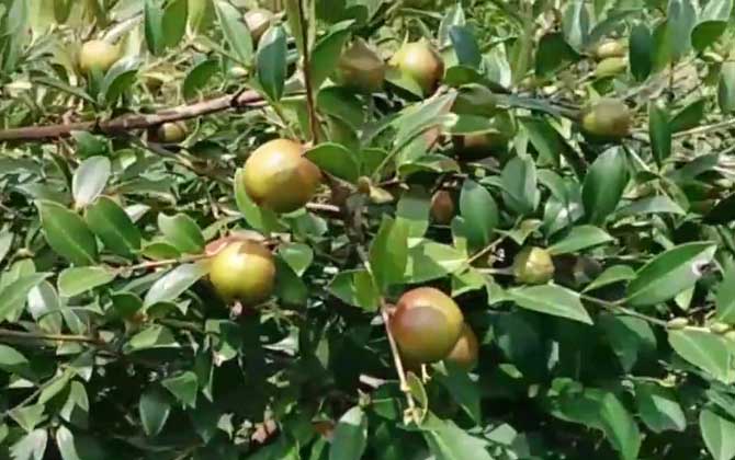 油茶果