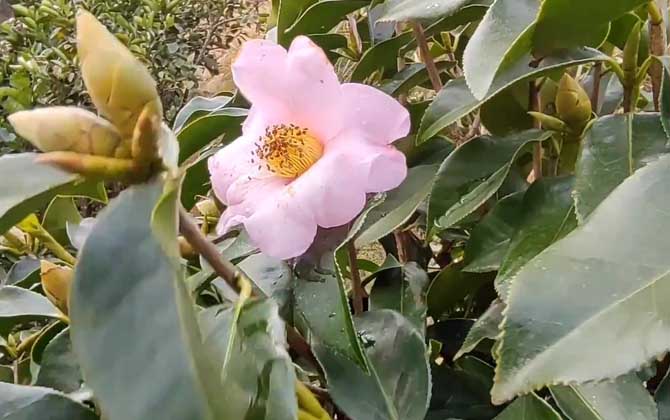 红花油茶