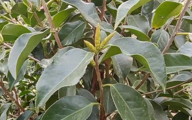 红花油茶
