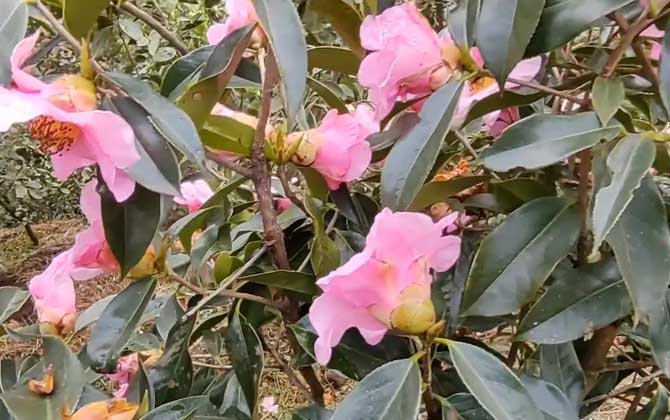 红花油茶