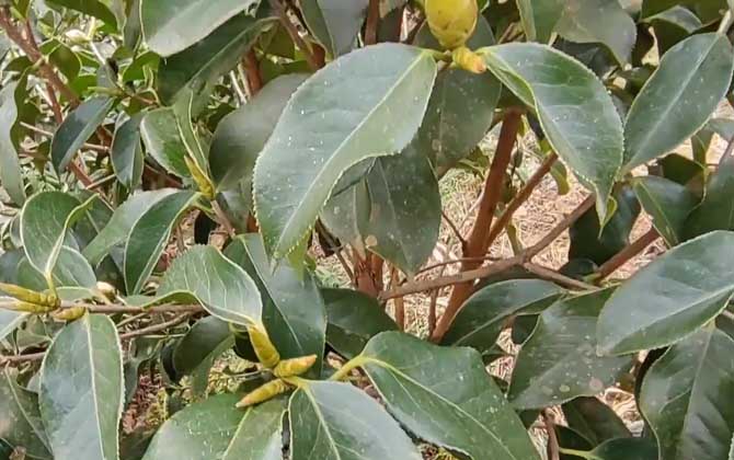 红花油茶