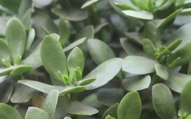 玉树