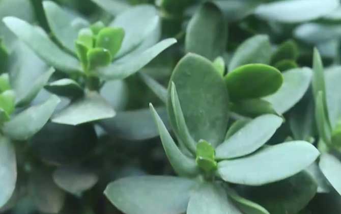 玉树