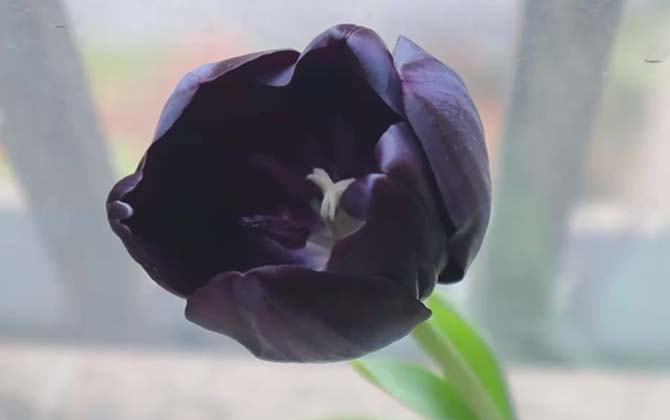 黑色郁金香是什么植物？