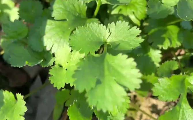 香菜种植方法和时间