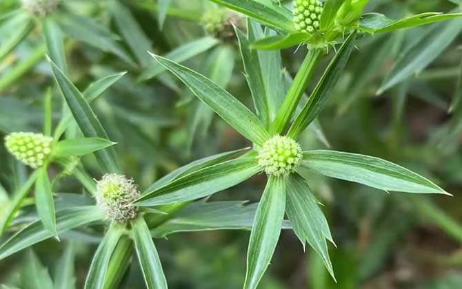 野芫荽是什么植物？