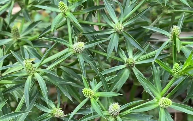 野芫荽