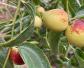 枣树种植几年结果？