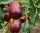红枣树是什么植物？