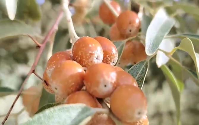 沙枣是什么植物？