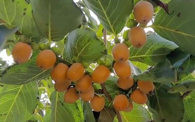 黑枣