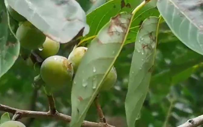 黑枣