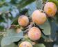 黑枣树是什么植物？
