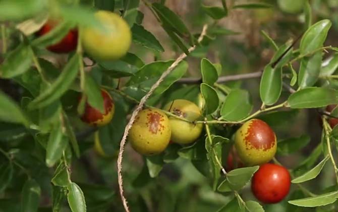 酸枣树是什么植物？