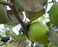 青枣树是什么植物？
