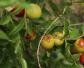 酸枣树是什么植物？