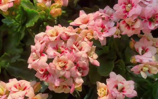 长寿花(寿星花、圣诞伽蓝菜)