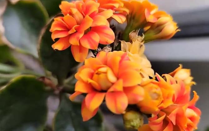 长寿花怎么养才能开花？