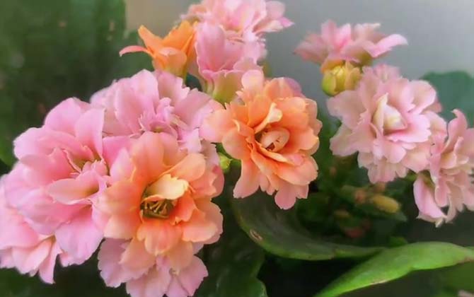 长寿花