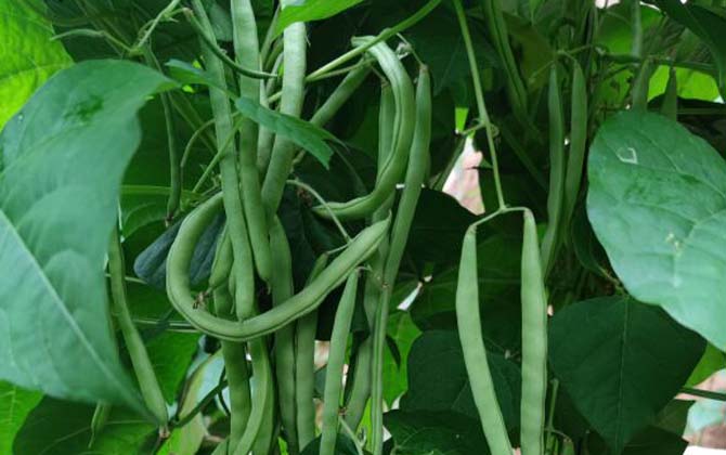 芸豆是什么植物？